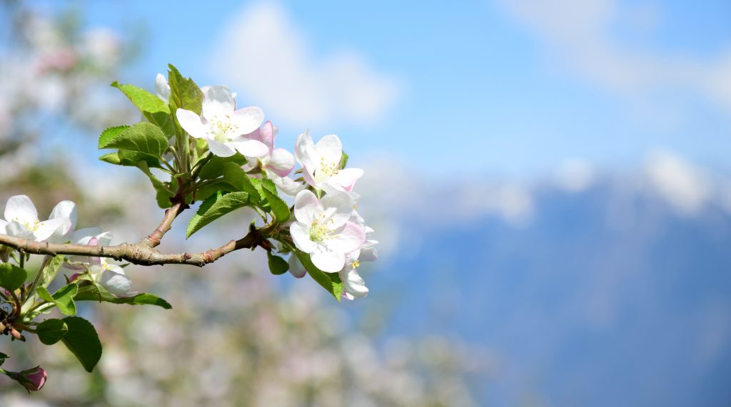 Apple,Tree,Blossoms,In,Spring,In,South,Tyrol