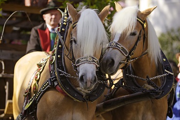 Das Meraner Traubenfest ist ein farbenprächtiges Erntedankfest in der Passerstadt Meran. Auf einem Pferdewagen wird die letzte Traubenfuhre  durch die Stadt gefahren.
